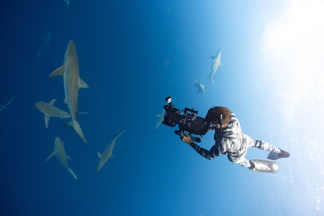 Safe and Educational Shark Dive from Haleiwa: Sharks Guaranteed - More than sharks: whales, turtles, and pelagic life