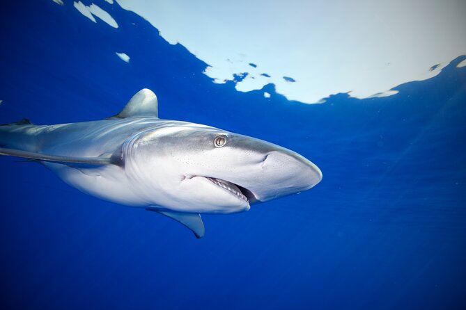 Safe and Educational Shark Dive from Haleiwa: Sharks Guaranteed - How safe does the open-water format feel?