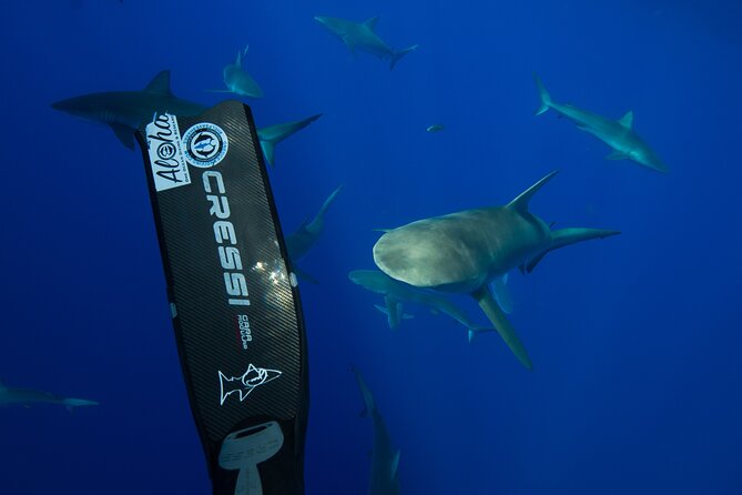 Safe and Educational Shark Dive from Haleiwa: Sharks Guaranteed - Group size, crew style, and the human side