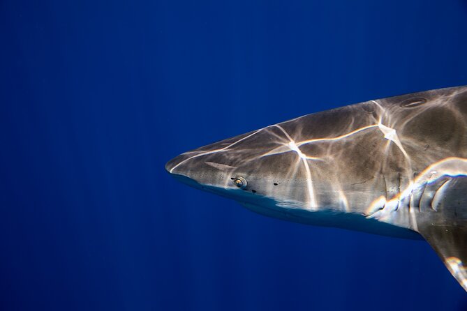 Safe and Educational Shark Dive from Haleiwa: Sharks Guaranteed - Weather, seasickness, and what to plan for