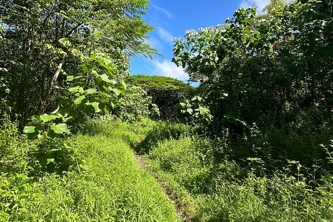 Secret Tide Pool Hike - Jungle & Coast - Private - Reaching the rocky tide pool