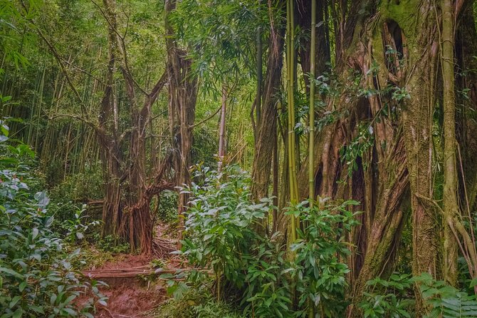 Self guided Hike Trail to Nature Walk & Waterfall - Puʻu ʻUalakaʻi State Park and the Tantalus view