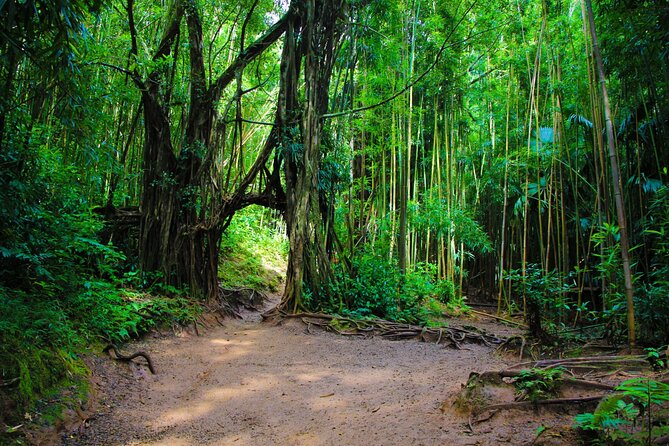 Self guided Hike Trail to Nature Walk & Waterfall - Who should book this hike
