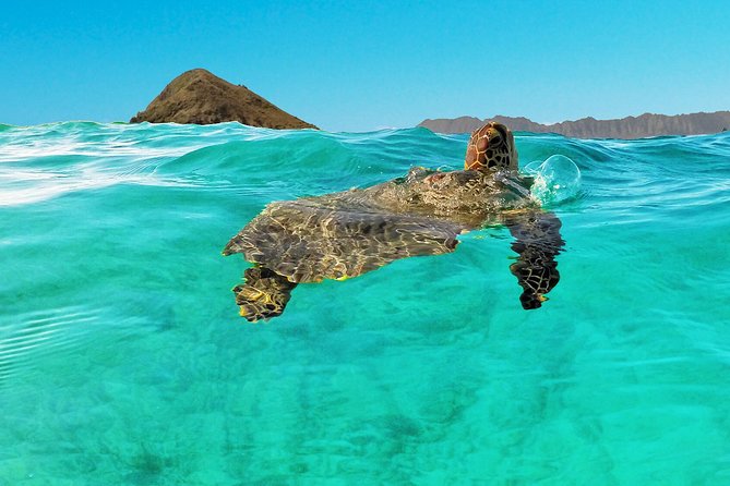 Self-Guided Kayaking Discovery in Kailua, Oahu - Price and what you receive for $110.17