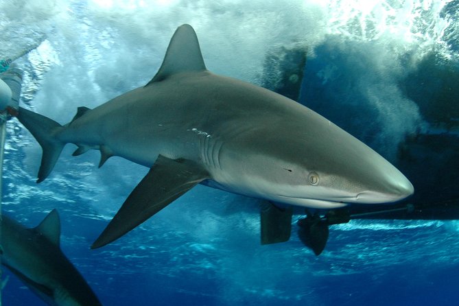 Shark Cage Diving on Oahu’s North Shore - Key points at a glance