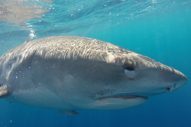 Shark Cage Diving on Oahu’s North Shore - What this North Shore shark encounter is really like