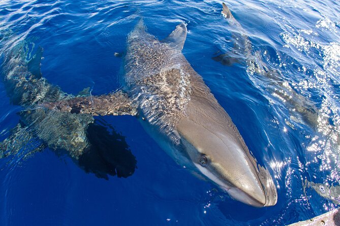 Shark Cage Diving on Oahu’s North Shore - Watching Galapagos and Sandbar sharks in the wild
