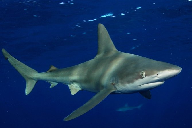Shark Cage Diving on Oahu’s North Shore - Is $100 a fair price?