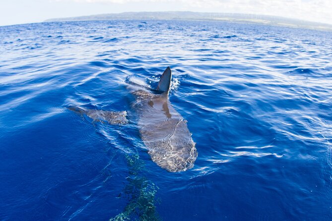Shark Cage Diving on Oahu’s North Shore - Leaving Haleʻiwa Boat Harbor