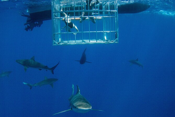 Shark Cage Diving On "The World Famous North Shore of Oahu", Hawaii - Quick points to know before you book