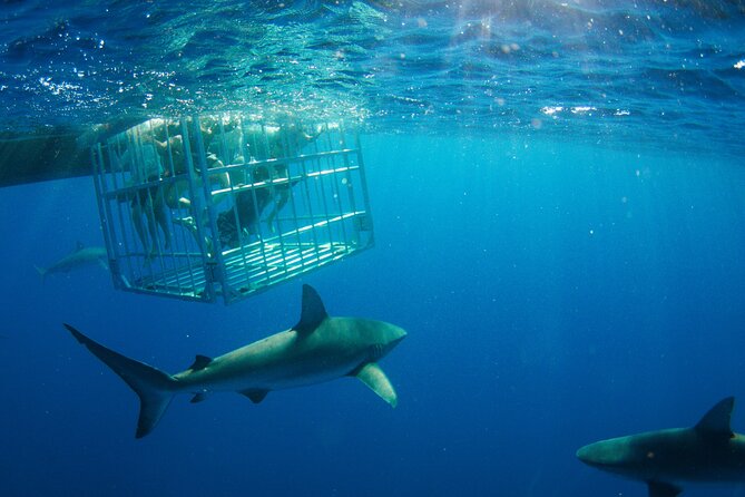 Shark Cage Diving On "The World Famous North Shore of Oahu", Hawaii - Why this North Shore shark encounter is worth considering