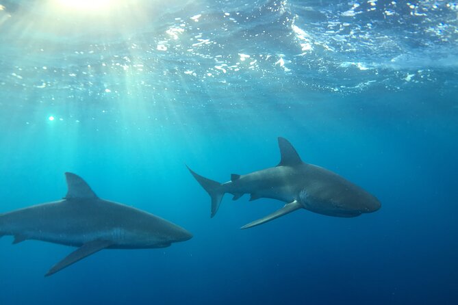 Shark-Dive Tour on Oahu's North Shore - Key things to know before you book