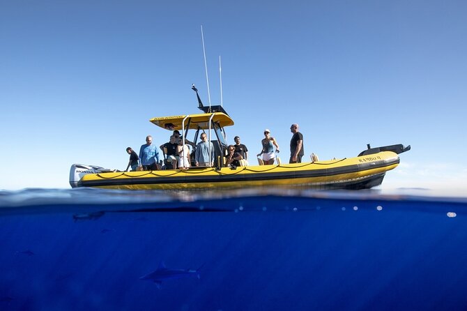 Shark-Dive Tour on Oahu's North Shore - Safety, nerves, and the real ocean