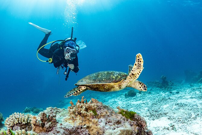 Shore Dive with Sea Turtles @ Koloa Landing for Certified Divers - Key points to know before booking