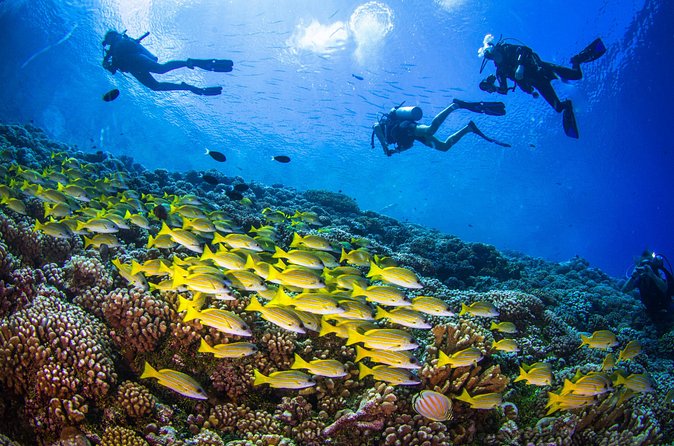 Shore Dive with Sea Turtles @ Koloa Landing for Certified Divers - Is two hours enough?