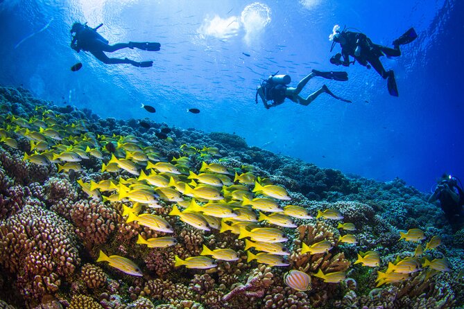 Shore Dive with Sea Turtles @ Koloa Landing for Certified Divers - The altitude rule can shape your Kauai plans