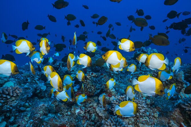 Small Group Coral Gardens Snorkel & Waterslide Adventure - Snorkeling gear, flotation, and water comfort