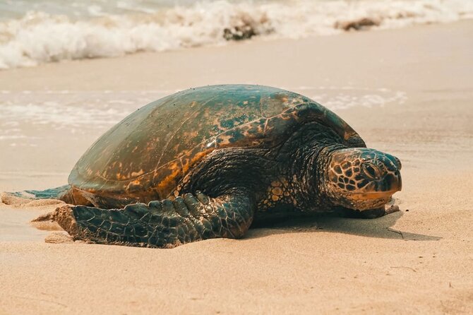 Small Group North Shore Circle Island Tour Oahu - Why this is a useful first look at Oahu