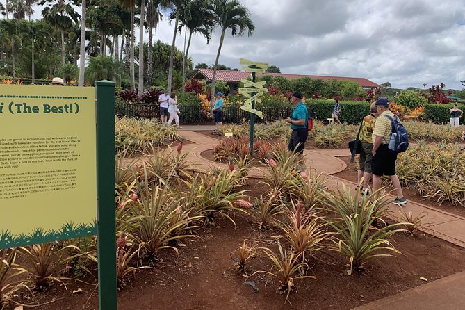 Small Group-Oahu Tour, Dole Plantation, Northshore, Sunset Beach - Punchbowl brings a quieter, more serious pause