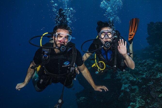 Small-Group Shark and Turtle Dive for Certified Divers - The 7:30 am meeting and shore entry