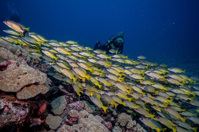 Small-Group Shark and Turtle Dive for Certified Divers - What you can see around the submerged pier