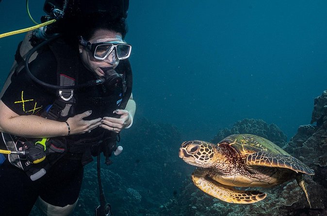 Small-Group Shark and Turtle Dive for Certified Divers - What the $135.80 price represents