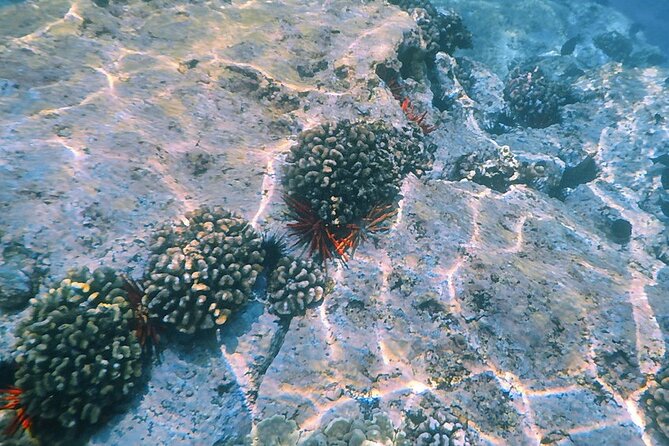 Small-Group Snorkel at Kealakekua Bay in Captain Cook, Big Island - The marine preserve and changing conditions