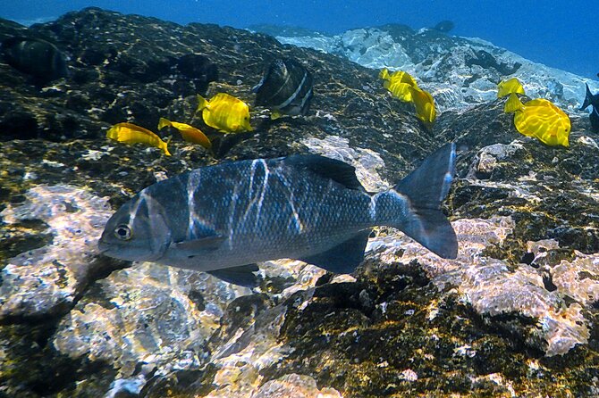 Small-Group Snorkel at Kealakekua Bay in Captain Cook, Big Island - Wildlife sightings, from dolphins to manta rays