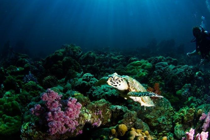 Small Group Snorkeling Expedition South Kona - The private black sand beach and coastal formations