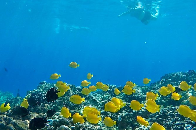 Small Group Snorkeling Expedition South Kona - Crew members are part of the value