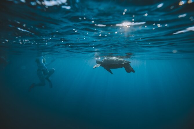 Small Group Turtle Canyon Snorkel in Waikiki (Boat Tour) - Who will enjoy this most