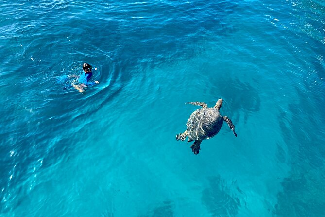 Small Group Turtle Canyon Snorkel in Waikiki (Boat Tour) - Practical tips for a smoother outing