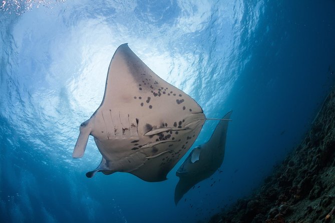 Snorkel with Manta Rays Guaranteed - Key points before you book