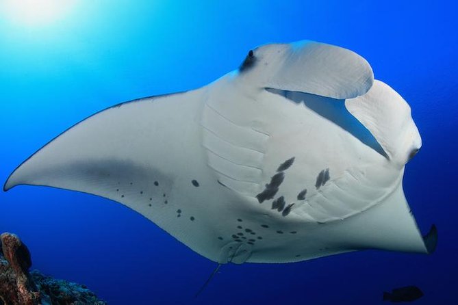 Snorkel with Manta Rays Guaranteed - Why this Kona manta ray trip is so memorable