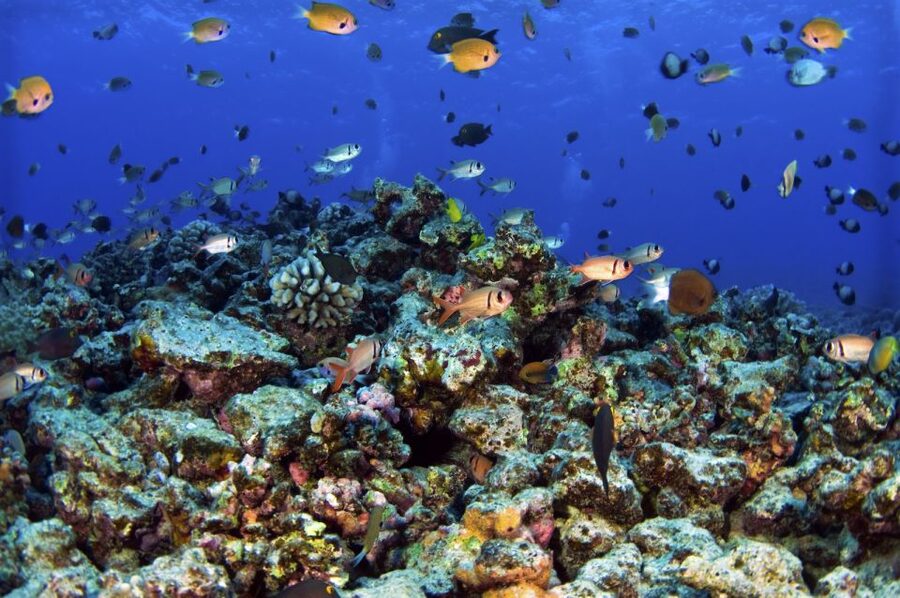 South Maui: Premium Turtle Town Kayak and Snorkel Tour - What to bring, and what to leave behind
