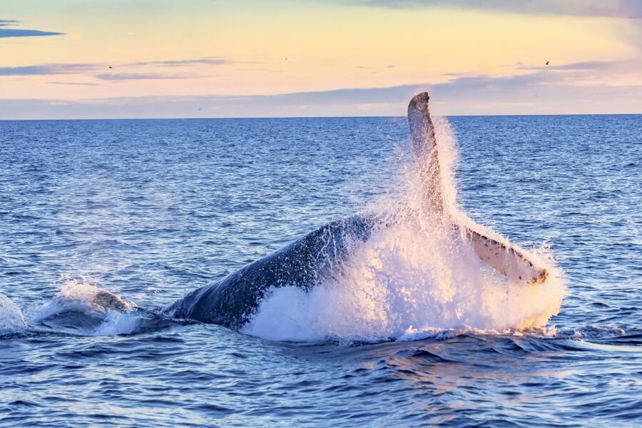 South Maui: Whale Watch Kayaking and Snorkel Tour in Kihei - Key points to know before you book