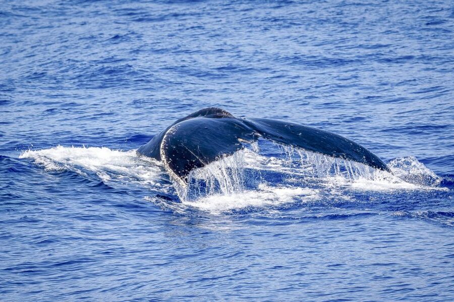 South Maui: Whale Watch Kayaking and Snorkel Tour in Kihei - FAQ