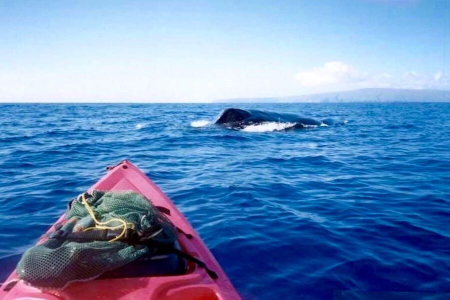 South Maui: Whale Watch Kayaking and Snorkel Tour in Kihei - Island stories between whale sightings