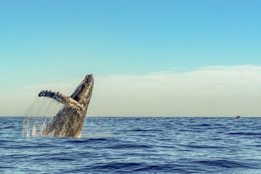 South Maui: Whale Watch Kayaking and Snorkel Tour in Kihei - What the $118 price covers