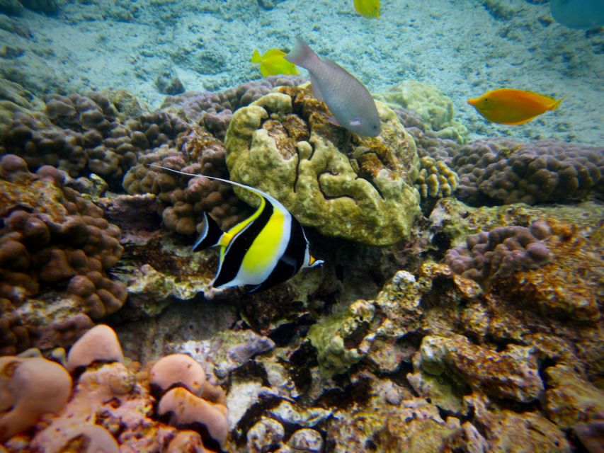 South Maui: Whale Watch Kayaking and Snorkel Tour in Kihei - Who will enjoy this most