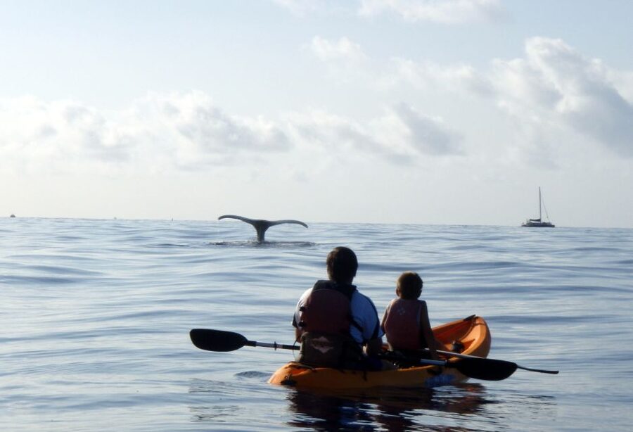 South Maui: Whale Watch Kayaking and Snorkel Tour in Kihei - Making the most of your three hours