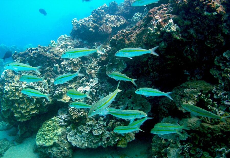 South Maui: Whale Watch Kayaking and Snorkel Tour in Kihei - Should you book the Makena kayak and snorkel tour?