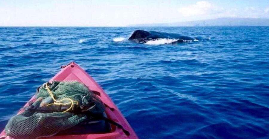 South Maui: Whale Watch Kayaking and Snorkel Tour in Kihei - Paddling at whale level
