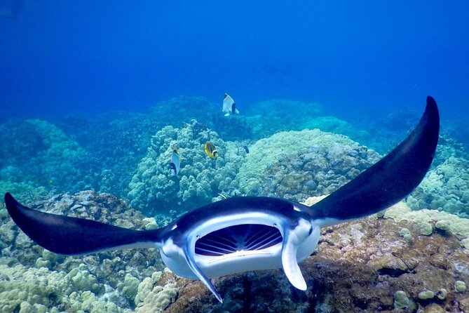 Sunset and Manta Ray Snorkel Adventure - Getting comfortable if night snorkeling worries you
