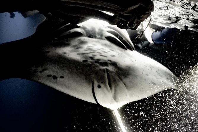 Sunset and Manta Ray Snorkel Adventure - Why the 50-foot catamaran matters