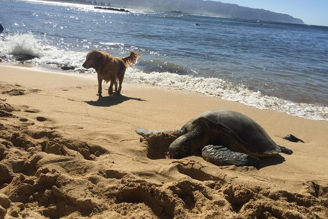 Surf Lessons on the North Shore of Oahu - Hauula offers a calmer alternative to Waikiki