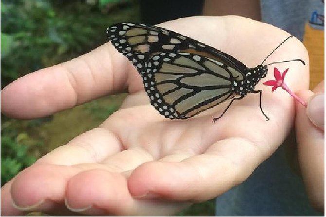 The Maui Butterfly Farm Tour - Why the life cycle makes this short tour worthwhile