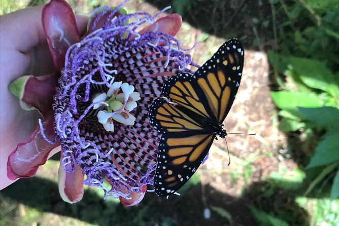 The Maui Butterfly Farm Tour - A good choice for families with young children