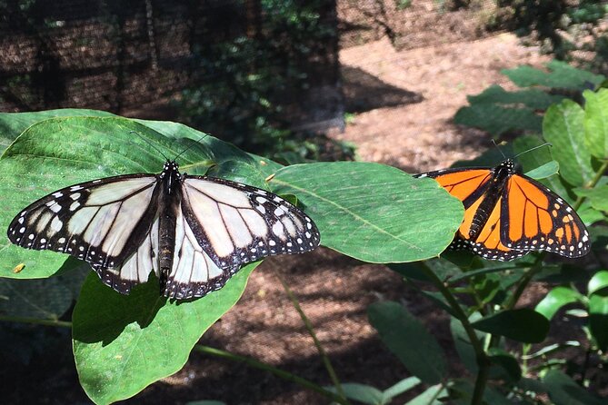 The Maui Butterfly Farm Tour - A pleasant stop near Lahaina on HI-30
