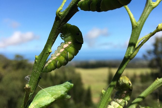 The Maui Butterfly Farm Tour - Is $49.99 a fair price?